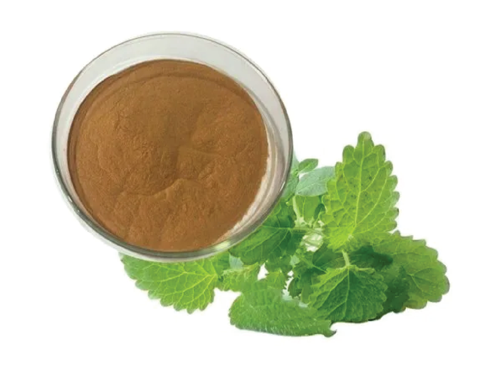 Lemon Balm Extract